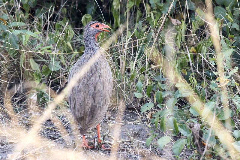 Red-necked spurfowl, Uganda