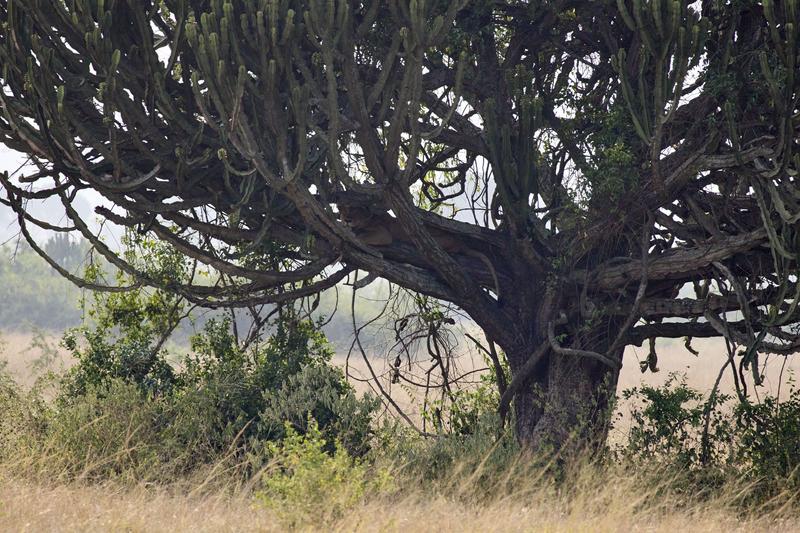 Lion in a Euphorbia candelabrum, Uganda