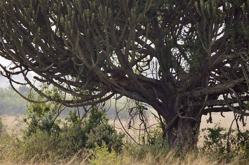 Lion in a Euphorbia candelabrum, Uganda