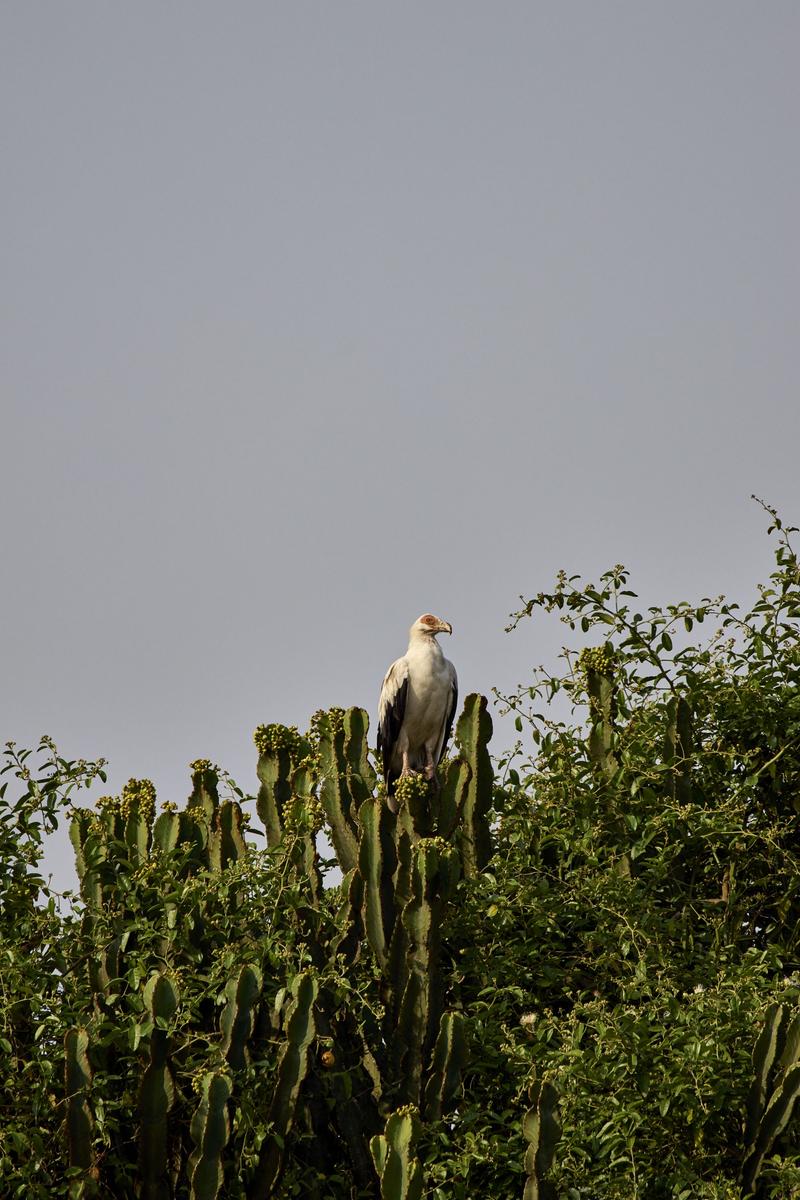 Palmnut Vulture, Uganda