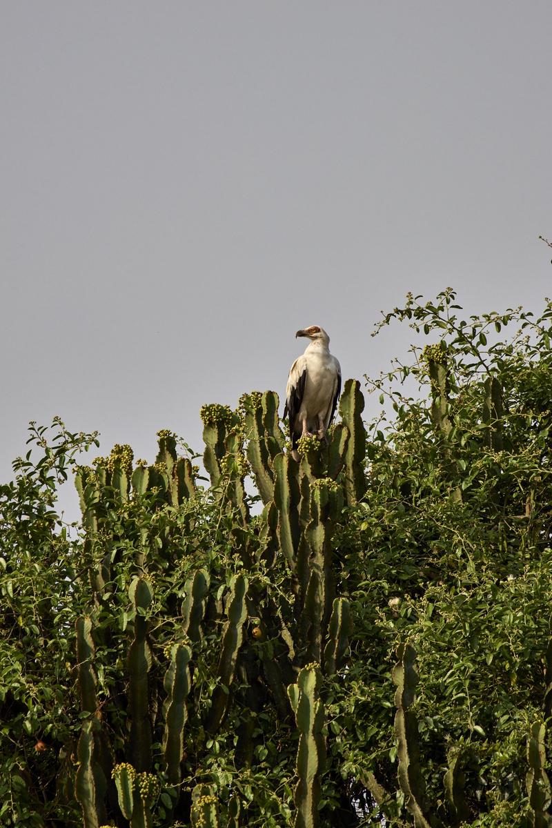 Palmnut Vulture, Uganda