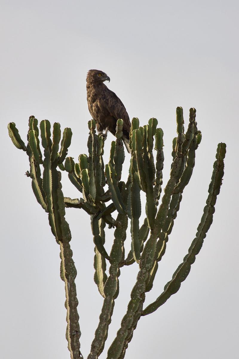 Brown snake eagle, Uganda