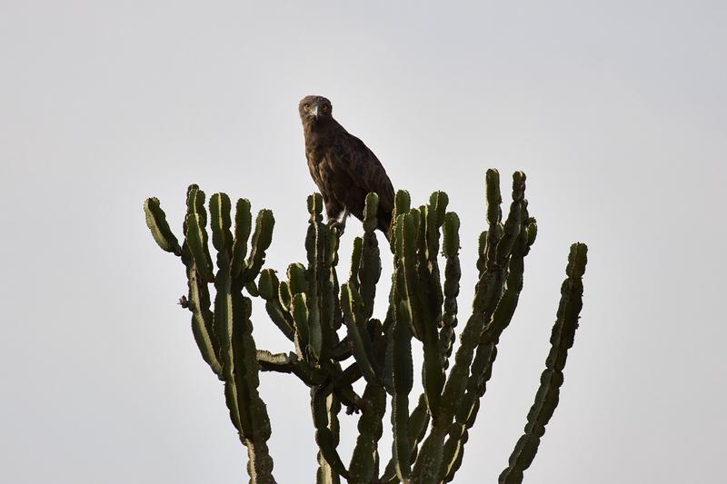 Brown snake eagle, Uganda