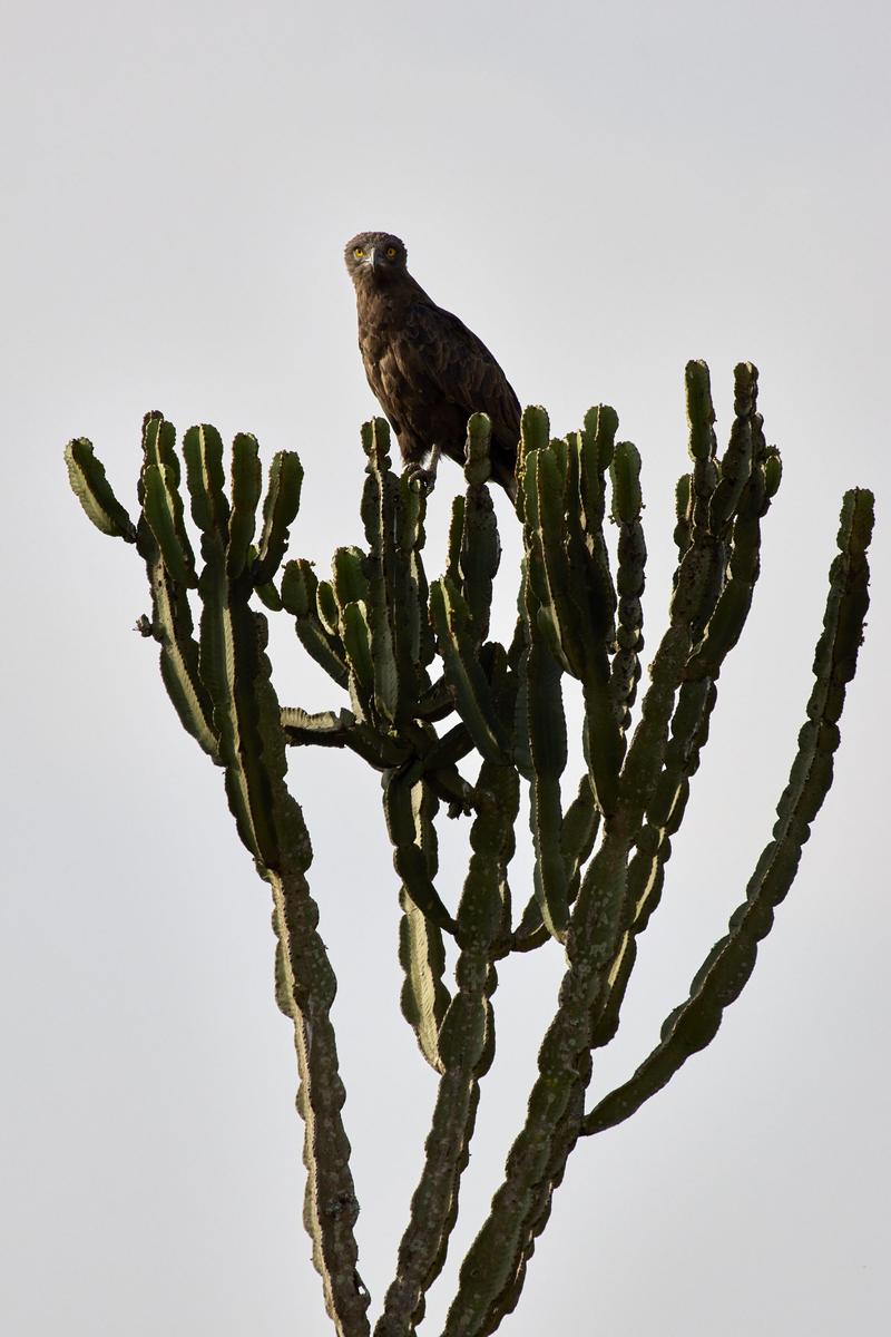 Brown snake eagle, Uganda