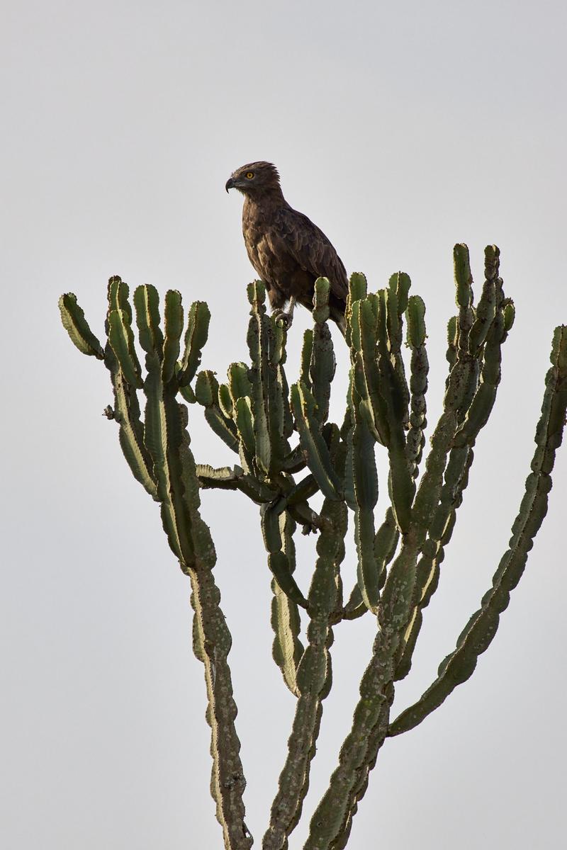 Brown snake eagle, Uganda