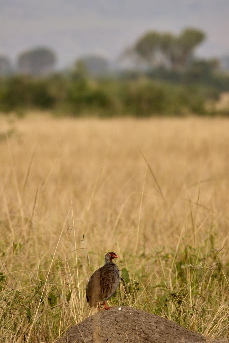 Red-necked spurfowl on an anthill, Uganda