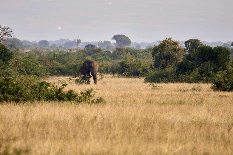 Elephant in Queen Elizabeth National Park, Uganda