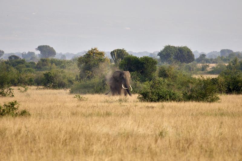 Elephant in Queen Elizabeth National Park, Uganda