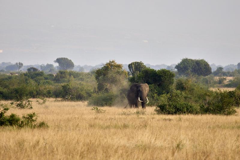 Elephant in Queen Elizabeth National Park, Uganda