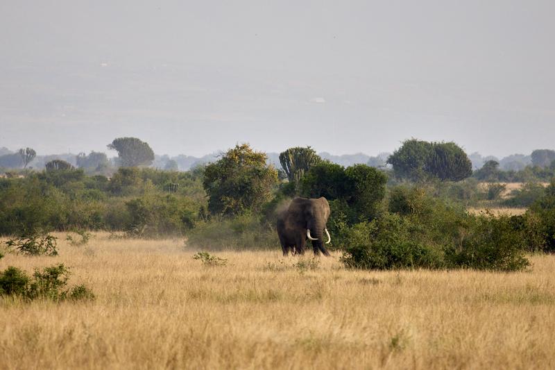 Elephant in Queen Elizabeth National Park, Uganda