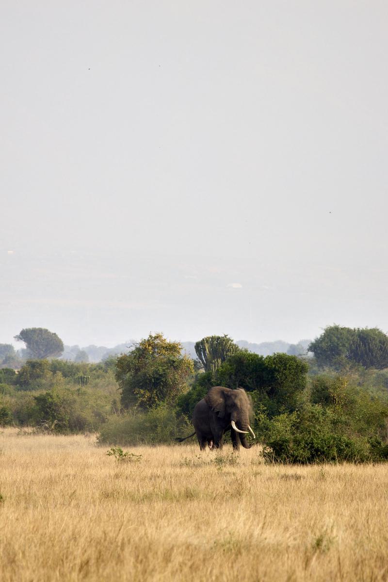 Elephant in Queen Elizabeth National Park, Uganda