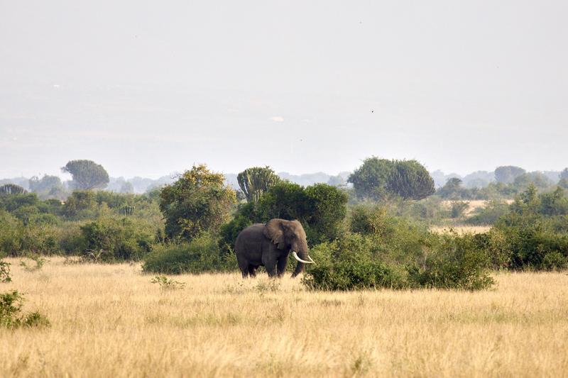 Elephant in Queen Elizabeth National Park, Uganda