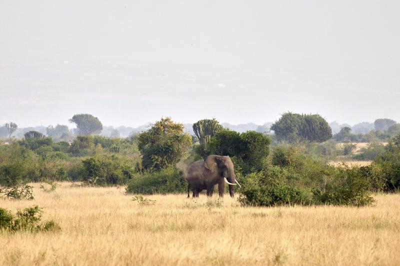 Elephant in Queen Elizabeth National Park, Uganda