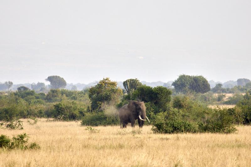 Elephant in Queen Elizabeth National Park, Uganda