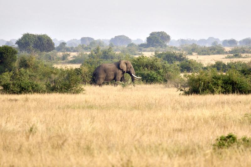 Elephant in Queen Elizabeth National Park, Uganda