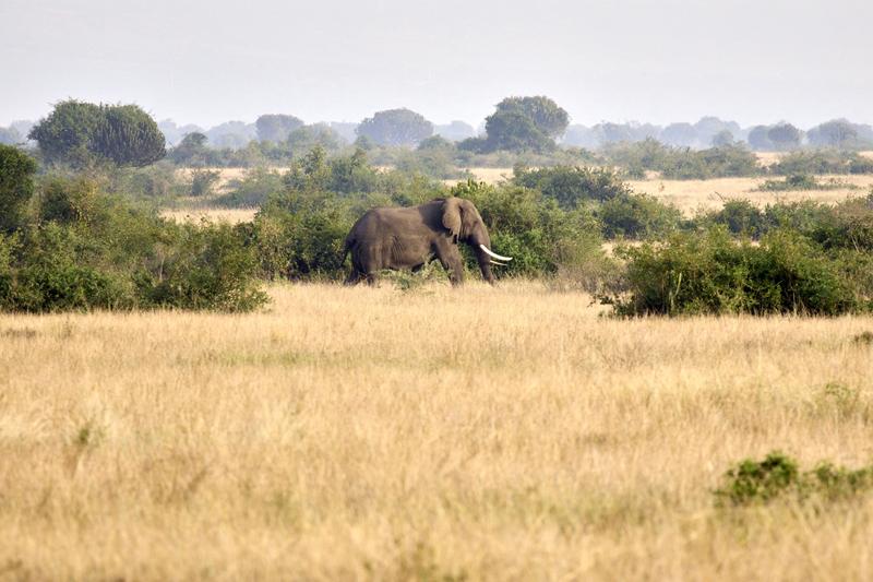 Elephant in Queen Elizabeth National Park, Uganda