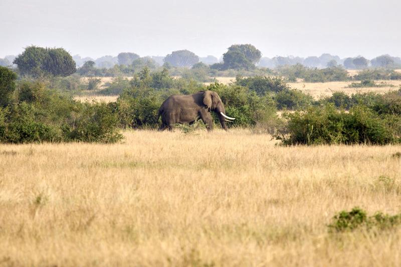 Elephant in Queen Elizabeth National Park, Uganda