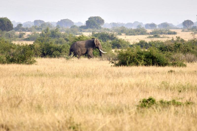 Elephant in Queen Elizabeth National Park, Uganda