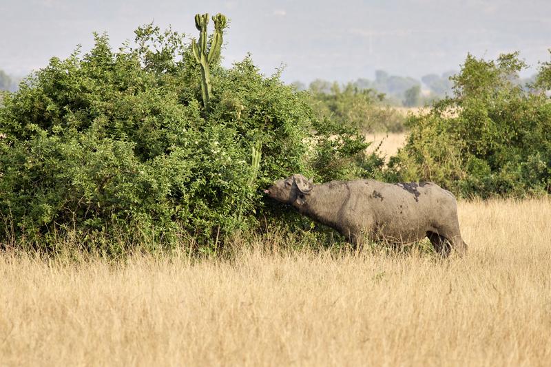 'loser' Water Buffalo in Queen Elizabeth National Park, Uganda