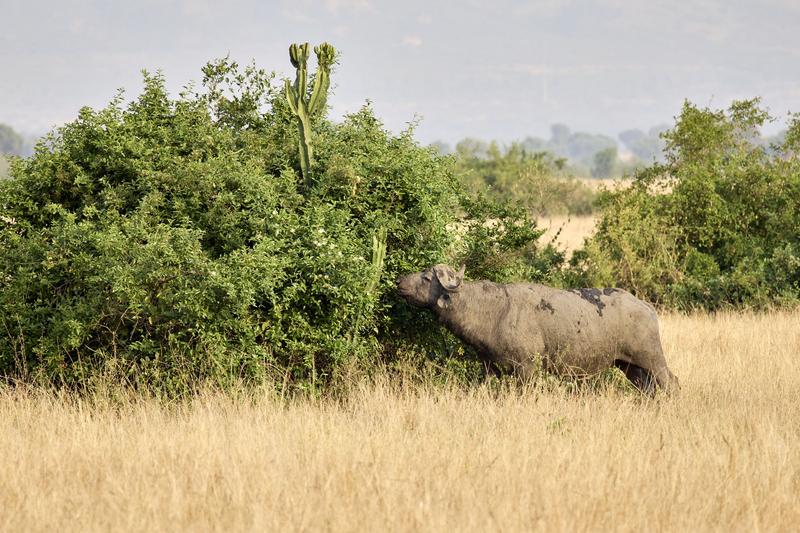 'loser' Water Buffalo in Queen Elizabeth National Park, Uganda