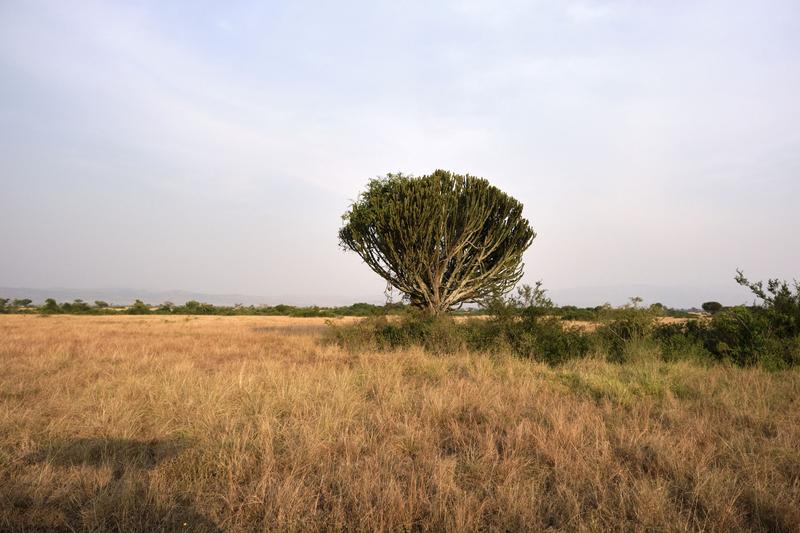 Euphorbia candelabrum, Uganda