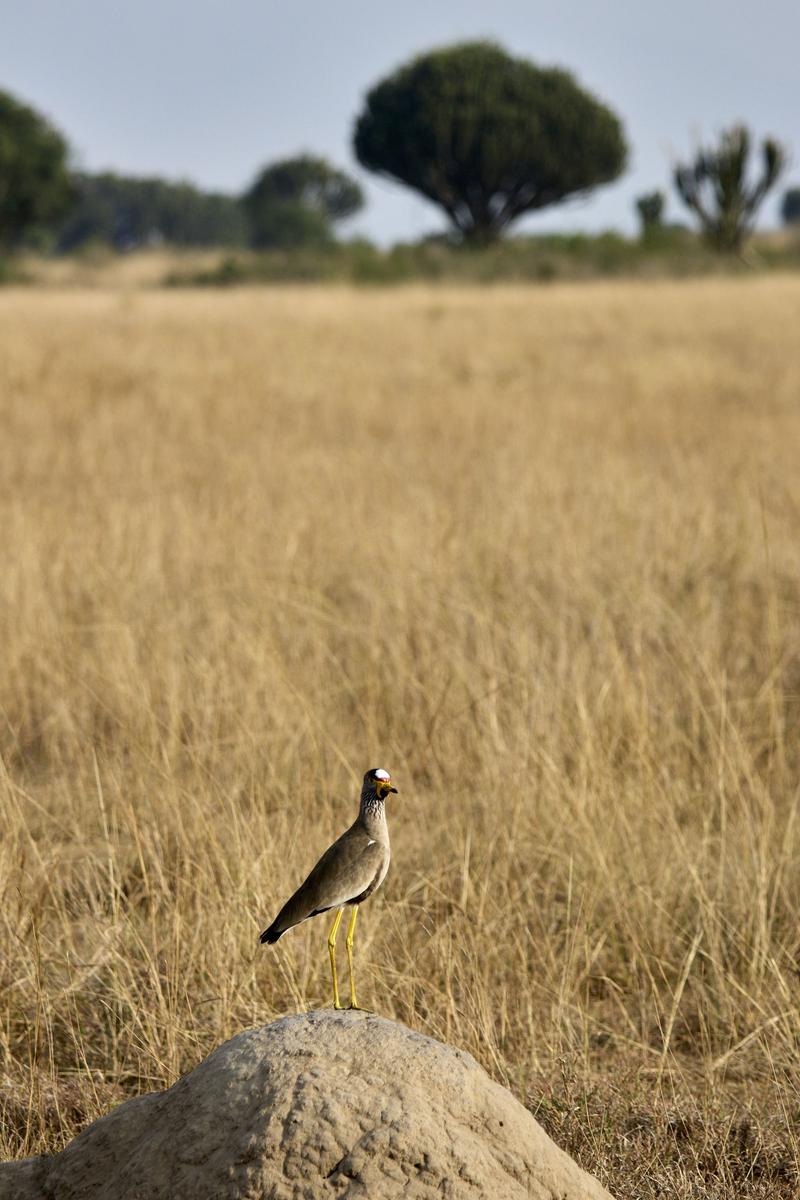 African wattled lapwing on an anthill, Uganda