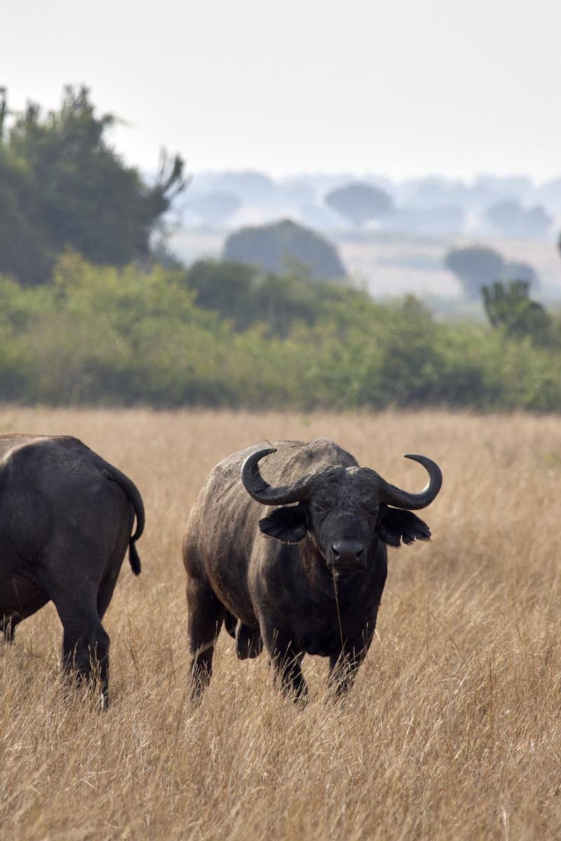 Water Buffalo in Queen Elizabeth National Park, Uganda