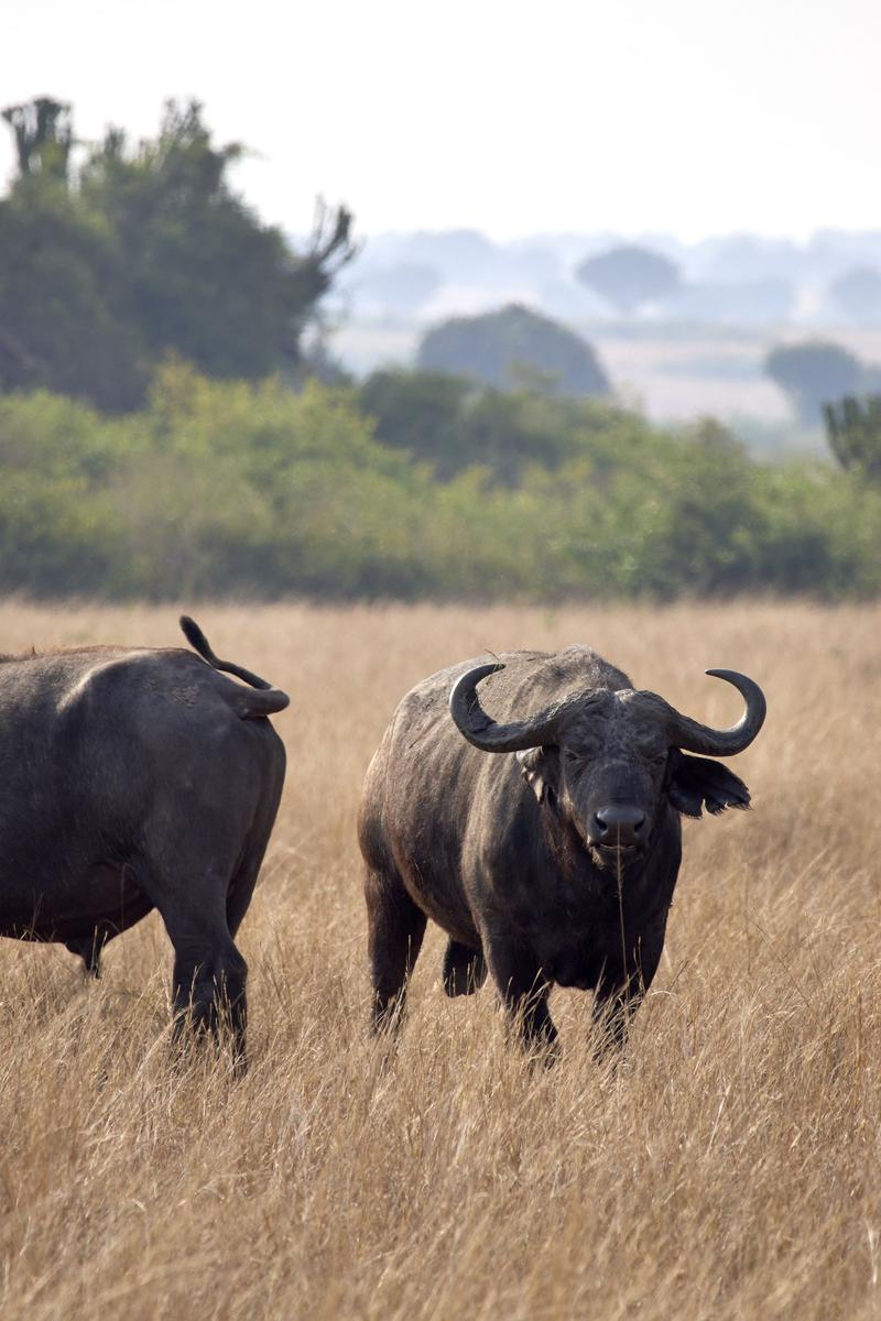 Water Buffalo in Queen Elizabeth National Park, Uganda