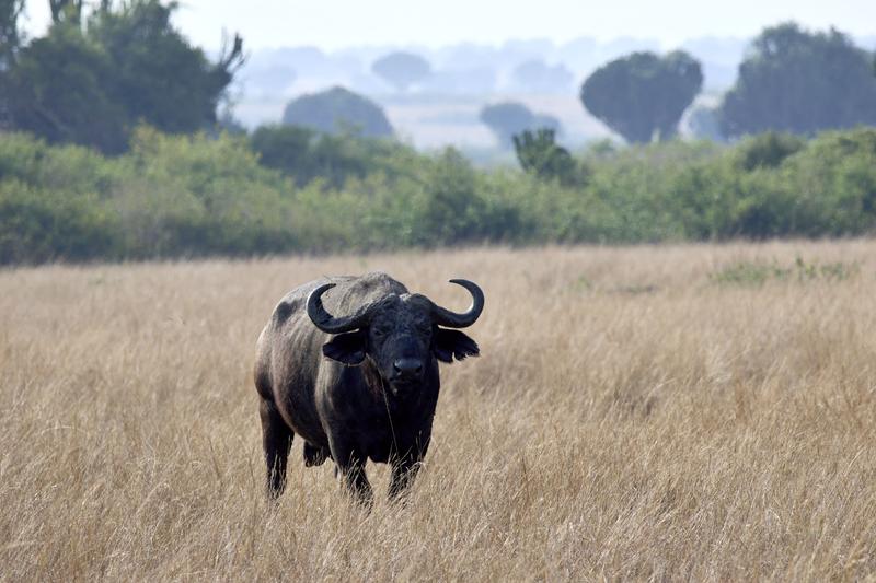 Water Buffalo in Queen Elizabeth National Park, Uganda