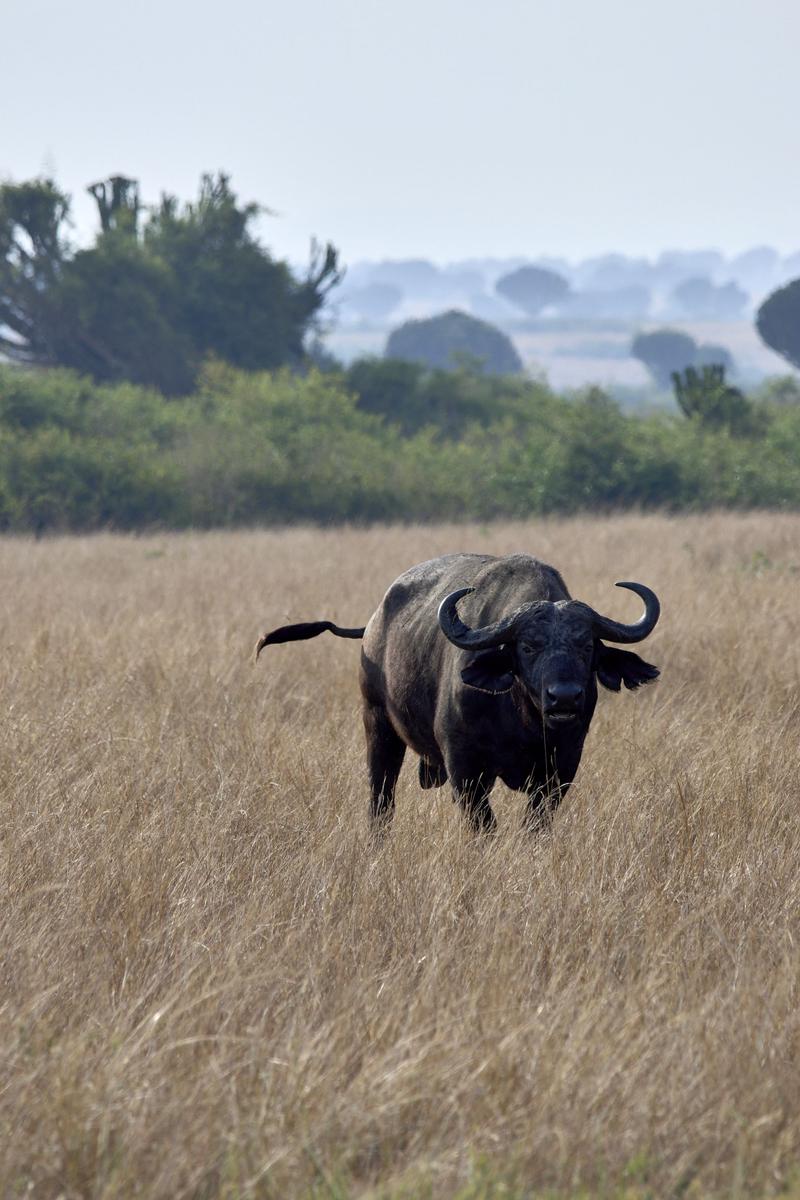 Water Buffalo in Queen Elizabeth National Park, Uganda