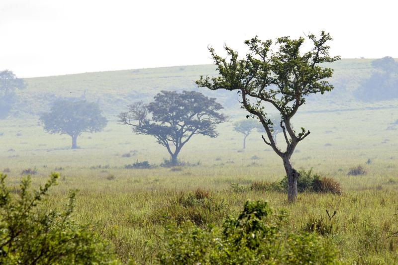 Queen Elizabeth National Park landscape, Uganda