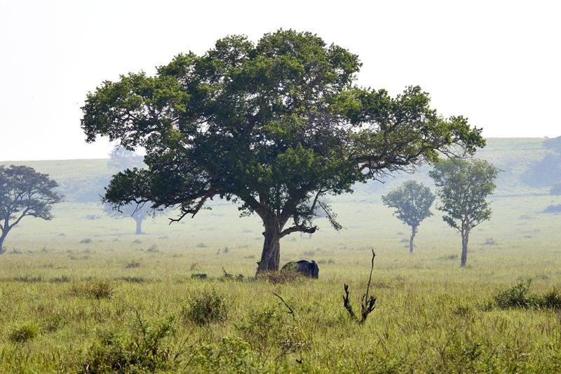 Elephants in Queen Elizabeth National Park, Uganda