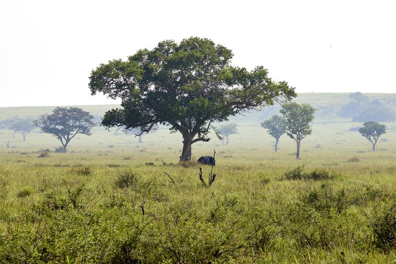 Elephants in Queen Elizabeth National Park, Uganda