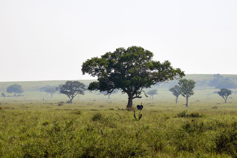 Elephants in Queen Elizabeth National Park, Uganda