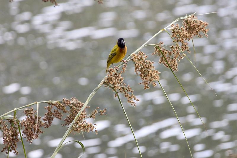 Black-headed weaver, Uganda