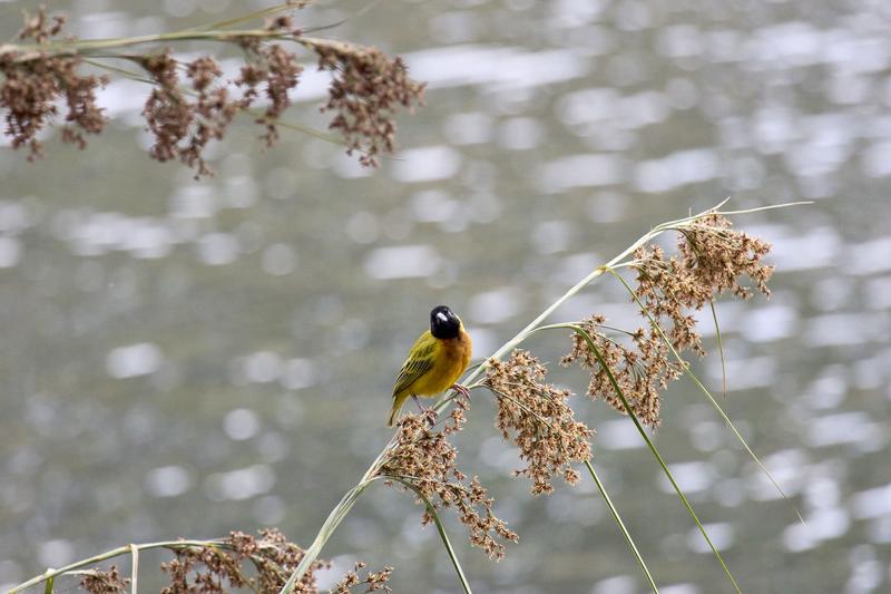Black-headed weaver, Uganda