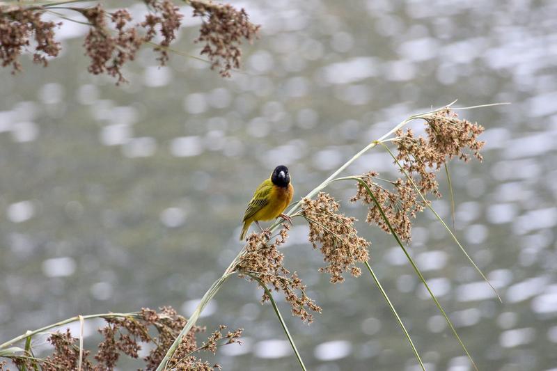 Black-headed weaver, Uganda