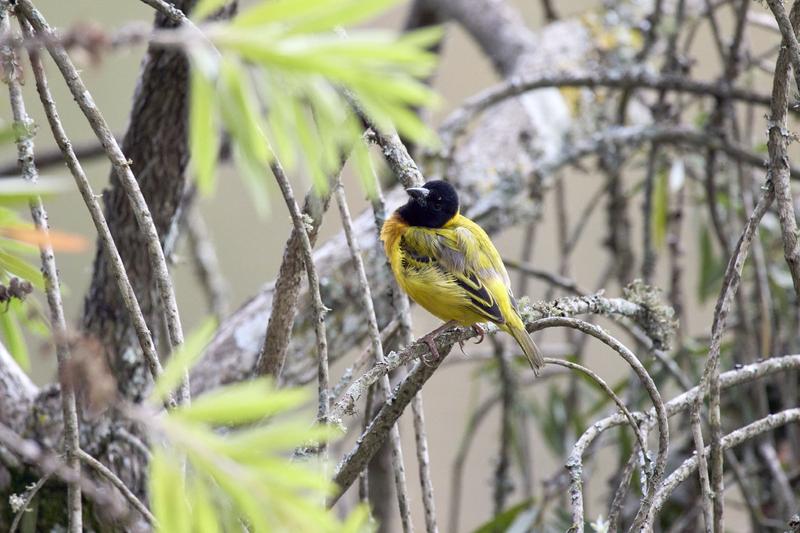 Black-headed weaver, Uganda