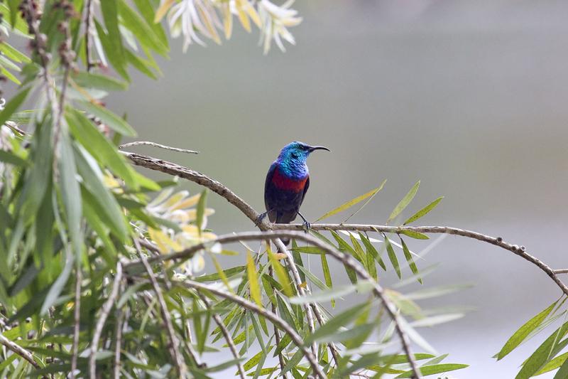 Red-chested sunbird, Uganda