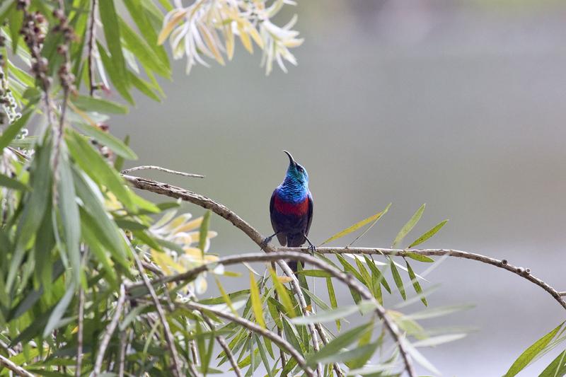 Red-chested sunbird, Uganda