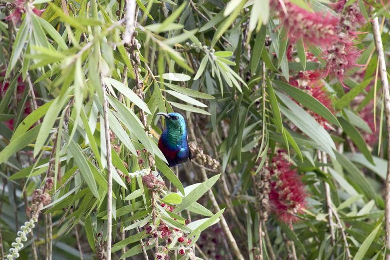 Red-chested sunbird, Uganda