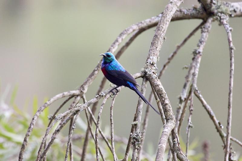 Red-chested sunbird, Uganda