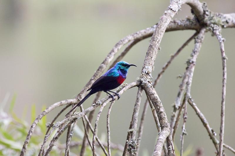 Red-chested sunbird, Uganda