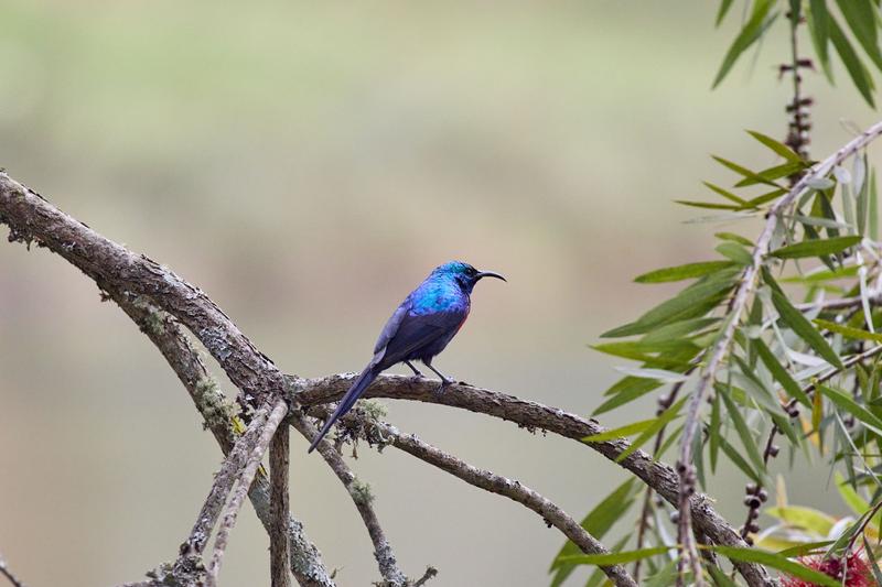 Red-chested sunbird, Uganda