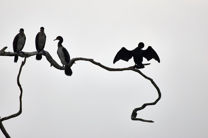 Great cormorants on a tree branch on Lake Bunyonyi, Uganda