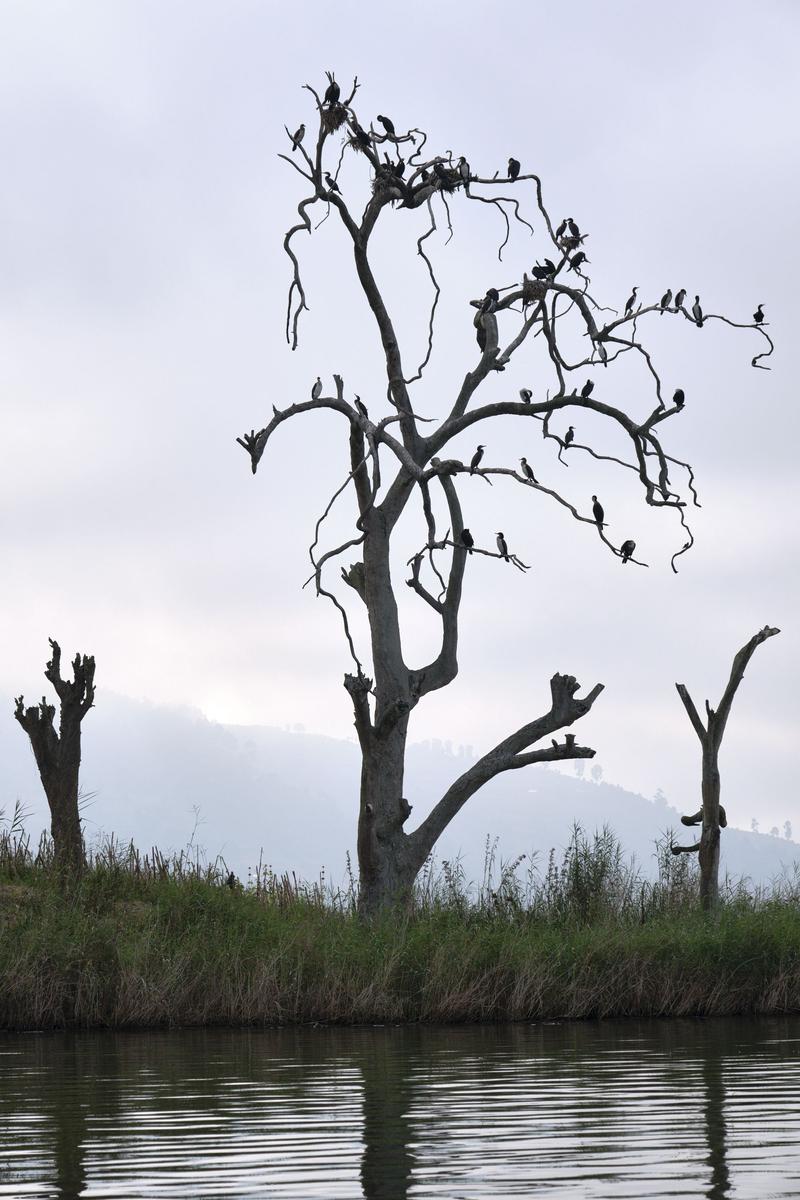 Great cormorants on a tree branch on Lake Bunyonyi, Uganda