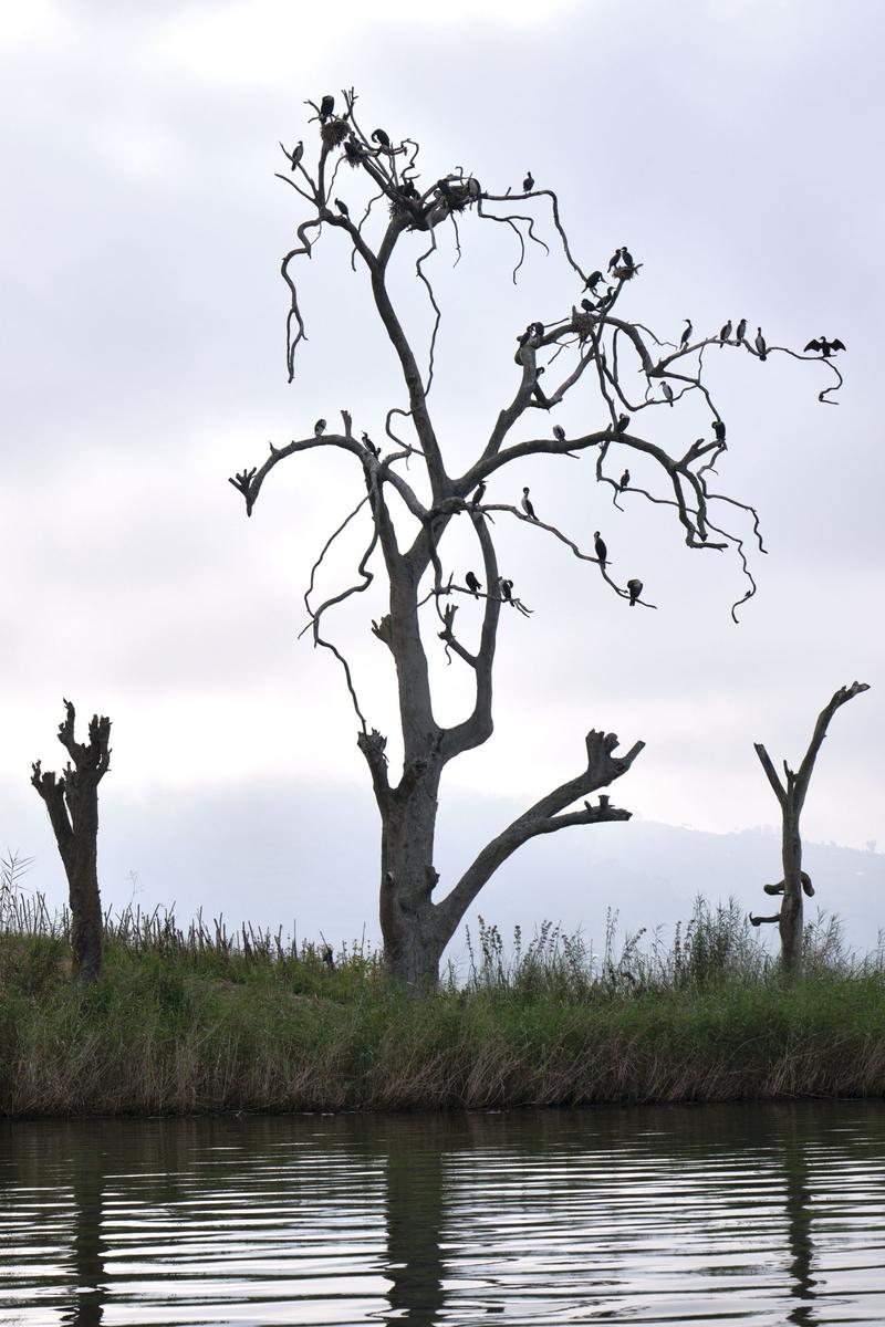 Great cormorants on a tree branch on Lake Bunyonyi, Uganda