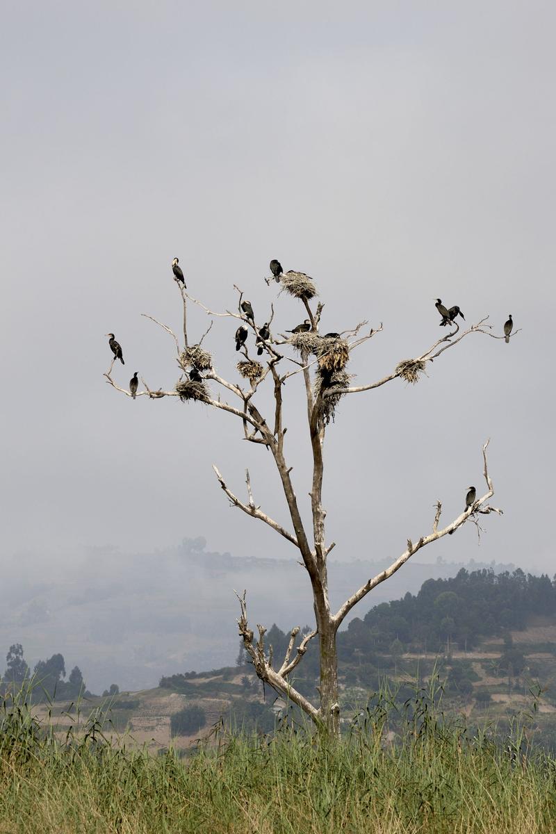 Great cormorants on a tree branch on Lake Bunyonyi, Uganda