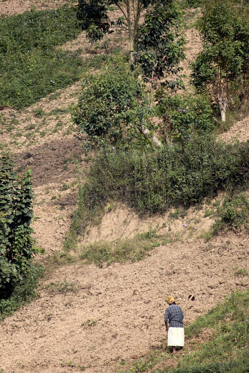 Farmer farming on Lake Bunyonyi, Uganda