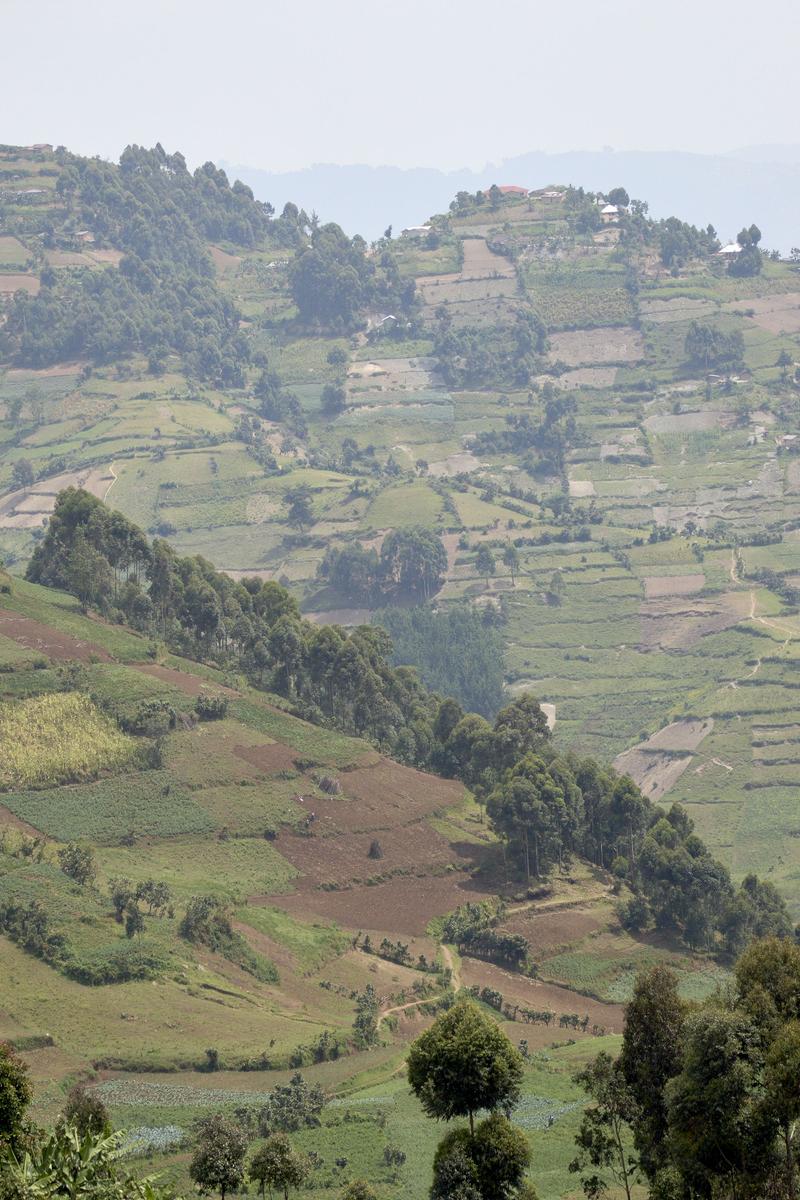 Rolling hills farmland landscape, Uganda